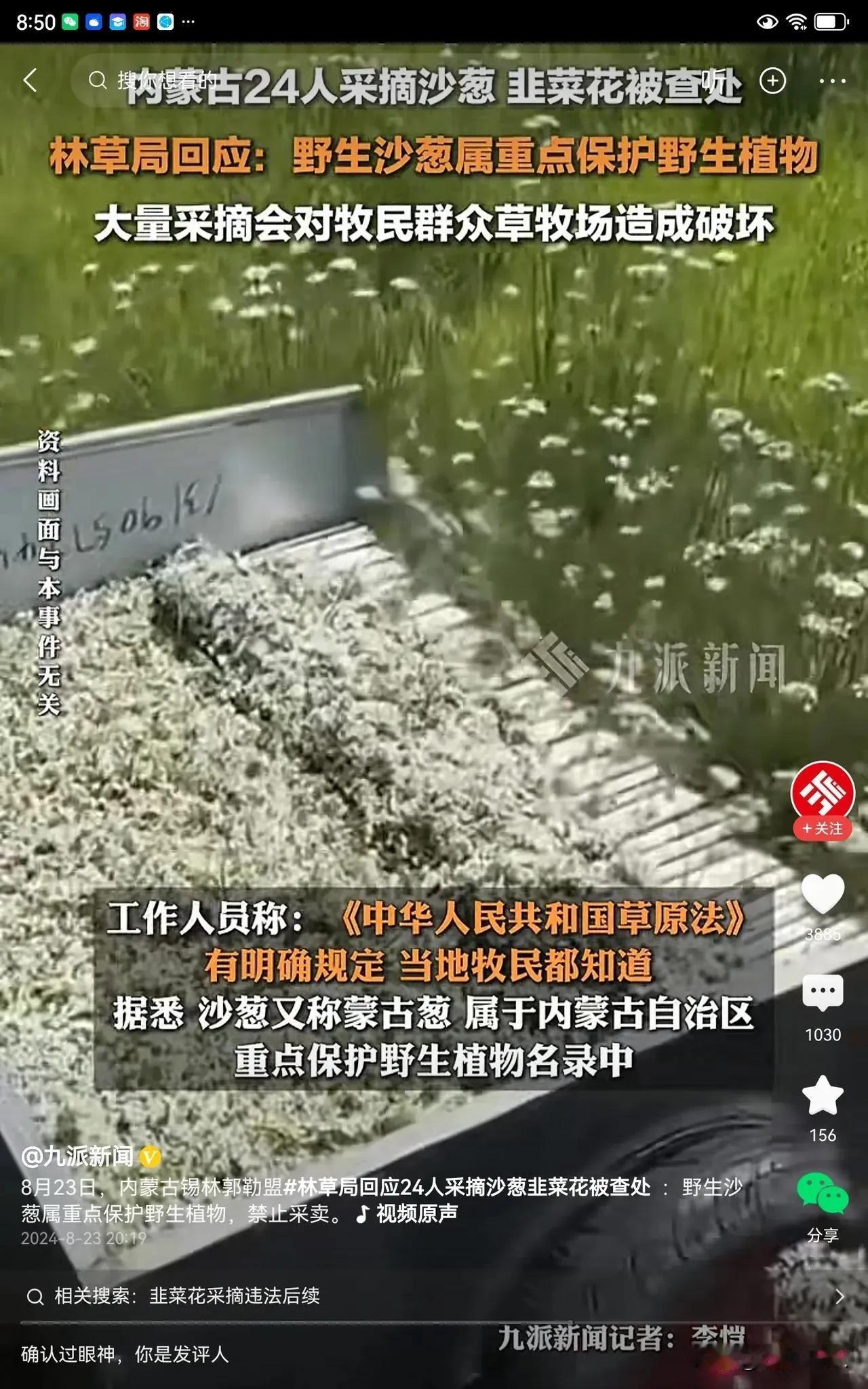野生的沙葱和韭菜花到底是什么样子？我一直没有见过。今天是第一次听说采摘野生的沙葱