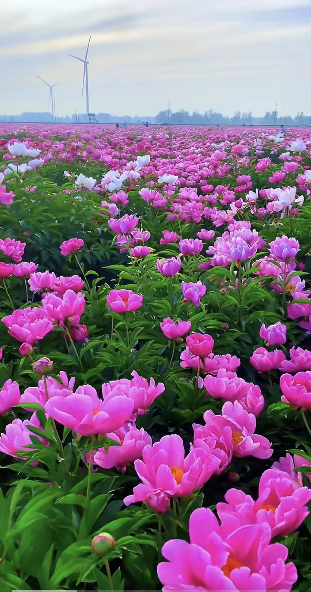 走进花海，微风拂面，淡淡的清香令人陶醉！#风景# #醉美花海！# #看美景赏花海