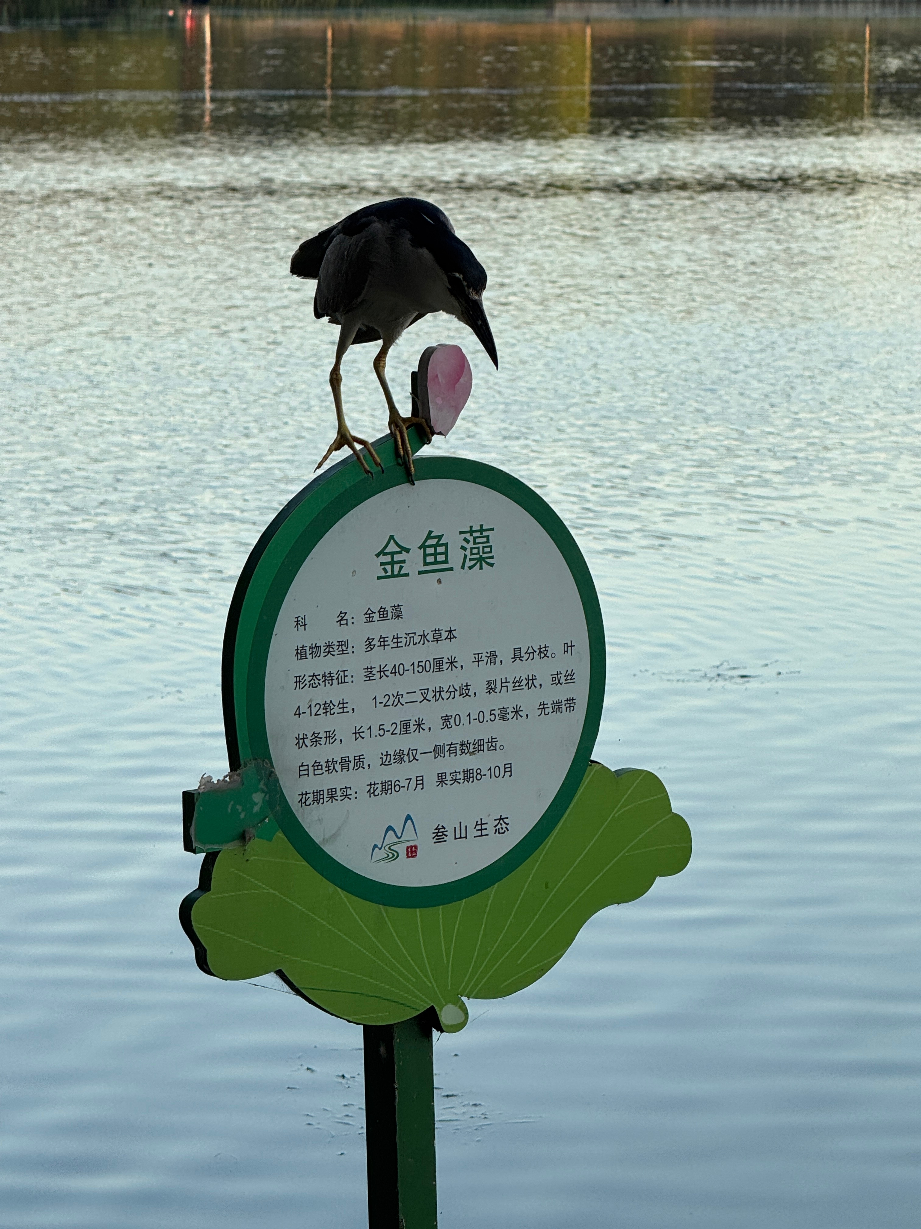 大美江苏一起拍 【晨练观鸟：此中有深意】朝霞把扬州西区明月湖面染成琥珀色时，一只