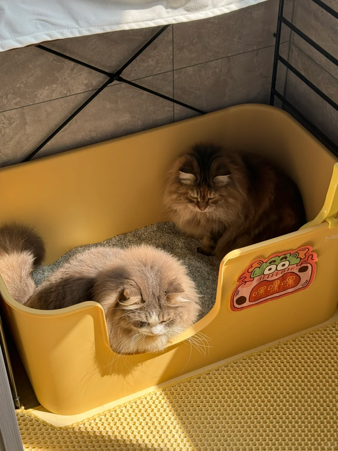 一些奇奇怪怪的🐱