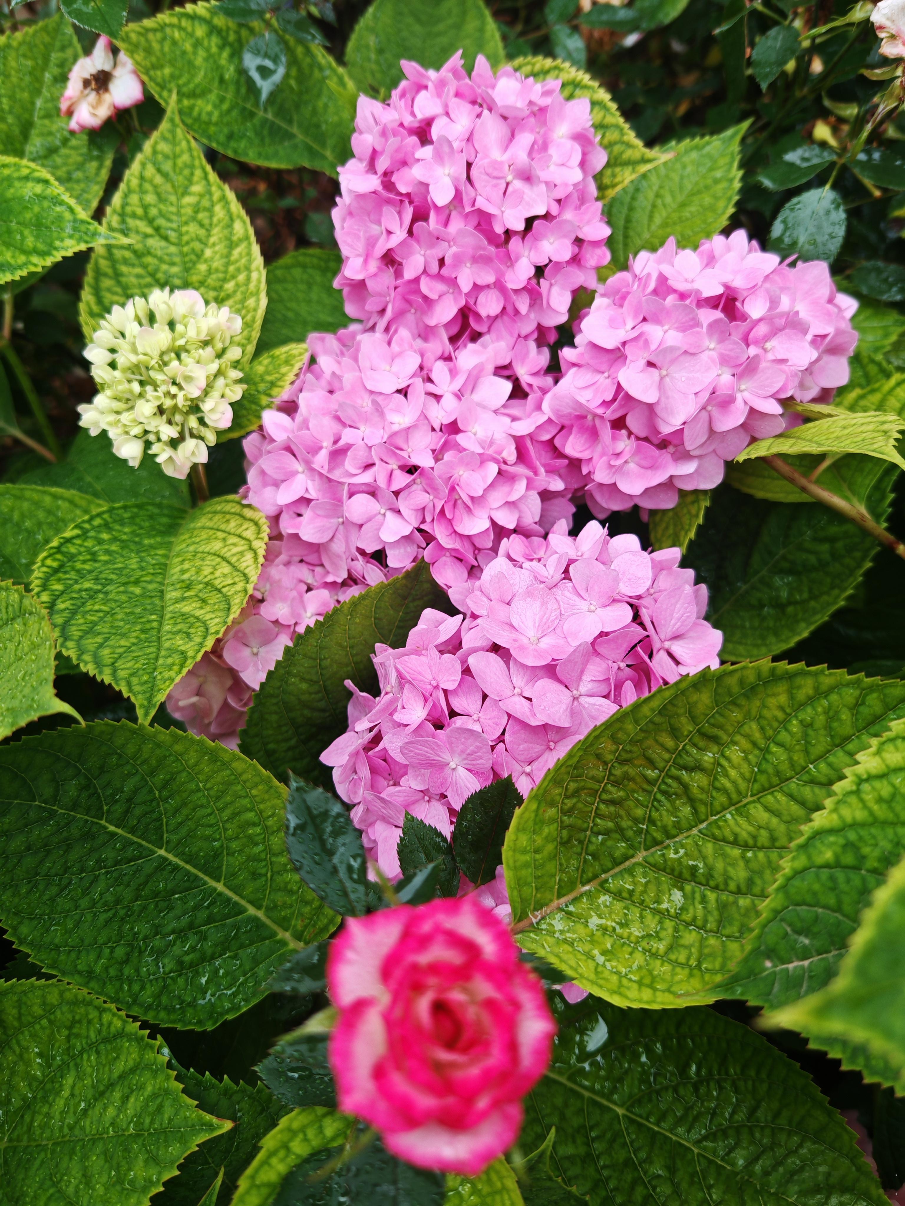 花团锦簇，赴一场夏日绣球之约～寻美河南