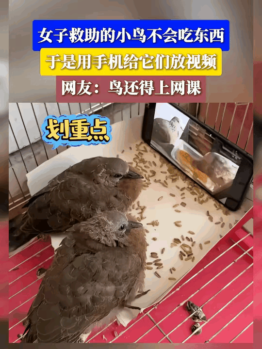 姑娘救下两只羽翼尚未长全的雏鸟，小家伙张着大大的嘴巴，却始终不懂自主进食，就算把