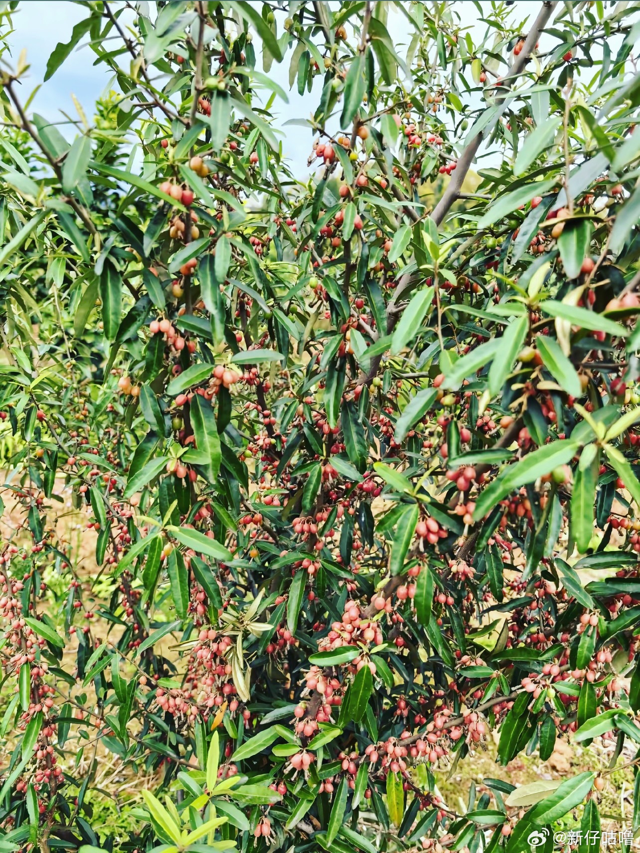 微博young派对春日周末｜偶遇童年的植物春日许愿池 大概就是这样的春日周末～一