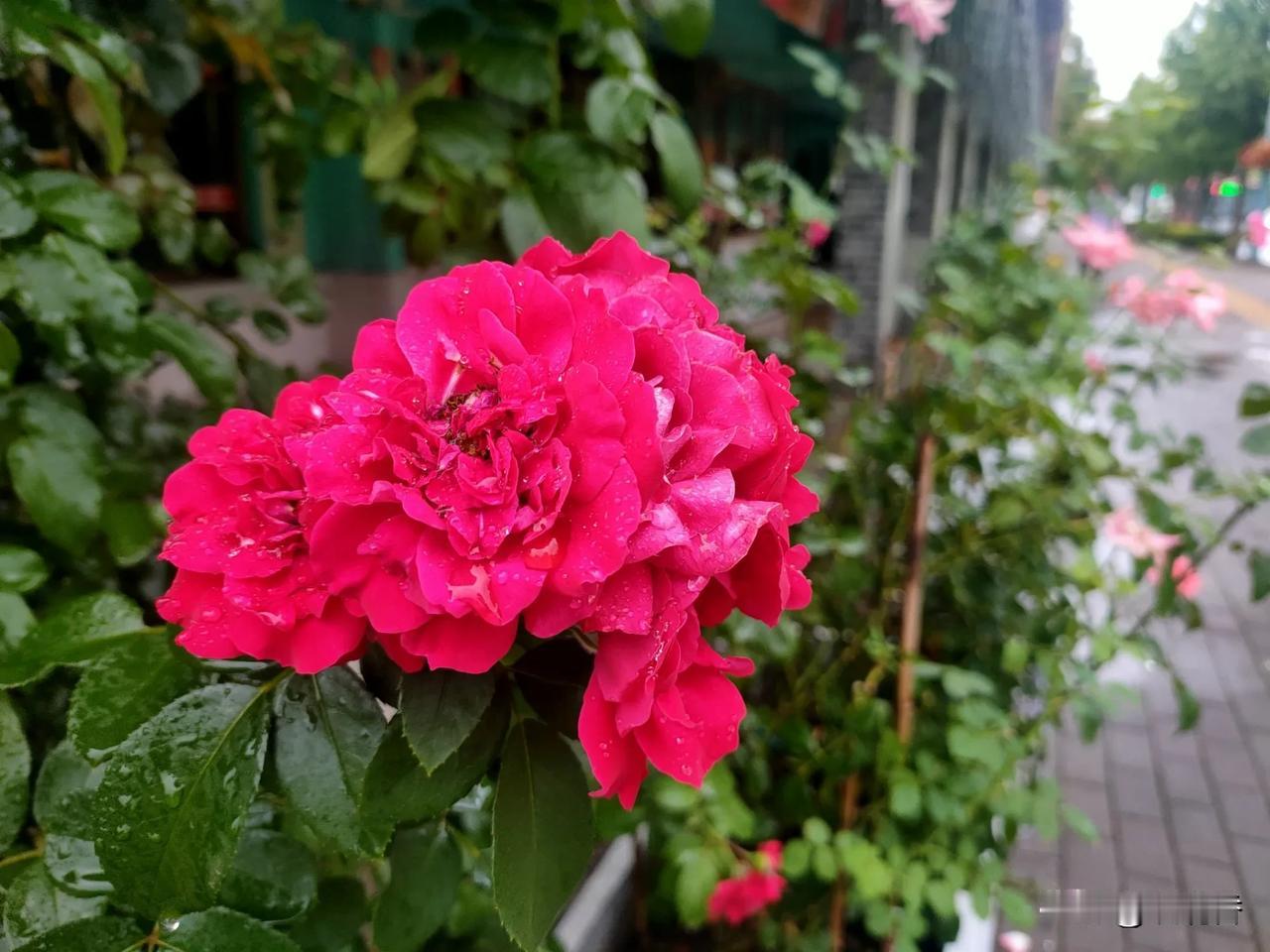 拍一张好看的花朵雨后的花朵