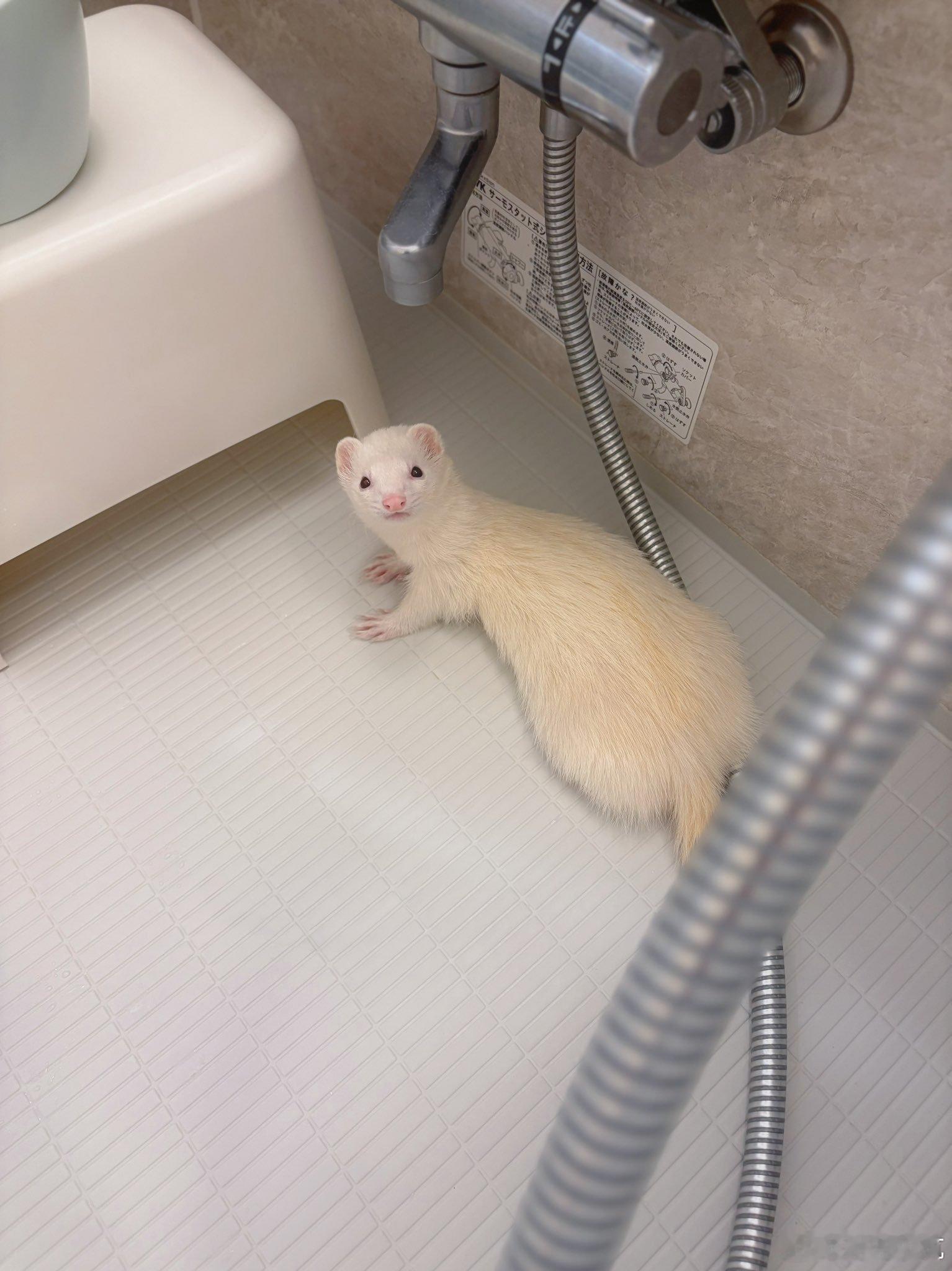 讨厌洗澡，但又忍不住超级惦记泡在浴缸里的主人🛁 ​​​
