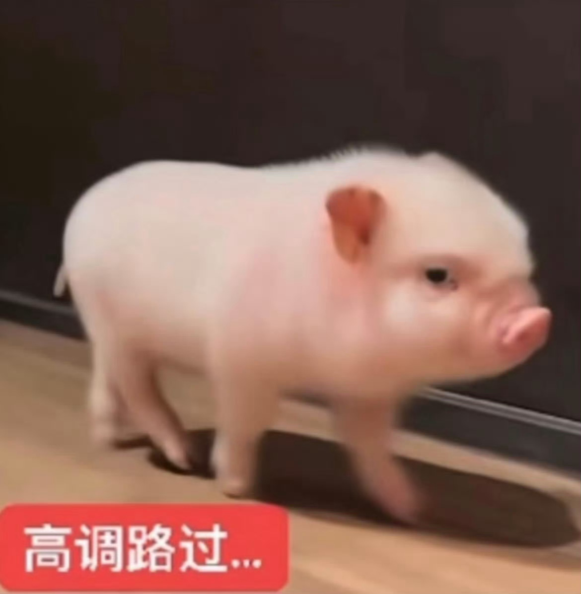圈外repo堂堂来袭 