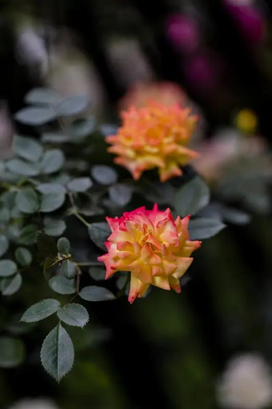 “月季花季季季开”这句对“松叶竹叶叶叶翠”有一定的巧妙之处。从格式上，都是名词重