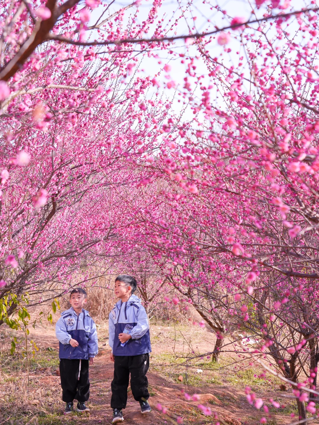 梅花开好了！文案也帮你准备好了～