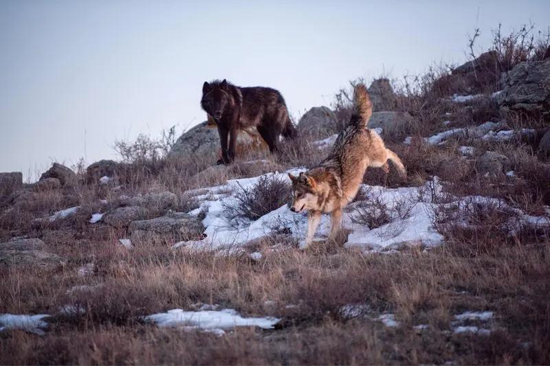 最近《重返狼群》上映近10年后再度翻红，起因是1月8日博主“笔战风华”发布纪录片