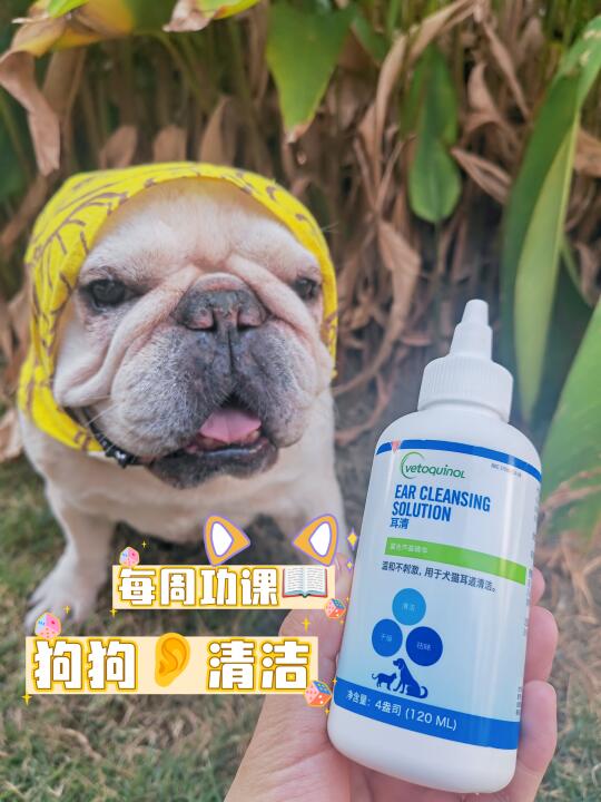 铲屎官的每🈷️功课📖：给狗狗耳朵做清