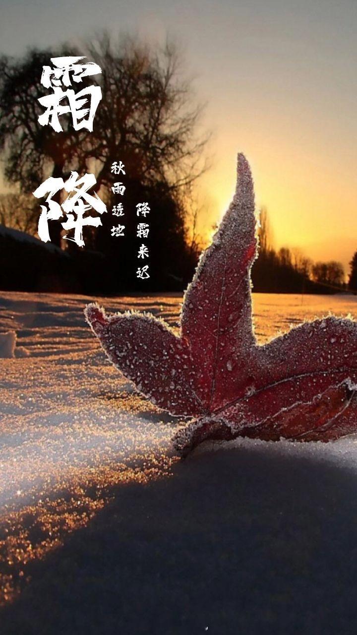 #霜降#至霜降，天渐凉；叶落黄，雁南翔；谷归仓，菊飘香；风轻扬，秋送爽；情谊长，