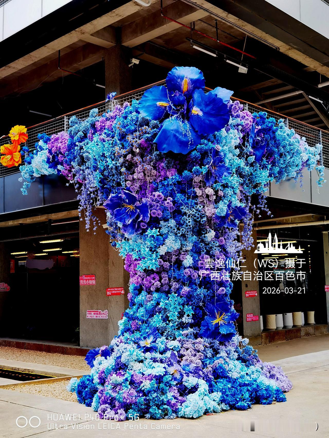 旅居生活记录（9459）广西壮族自治区百色市（144）花儿随拍15：蓝色精灵、蒲