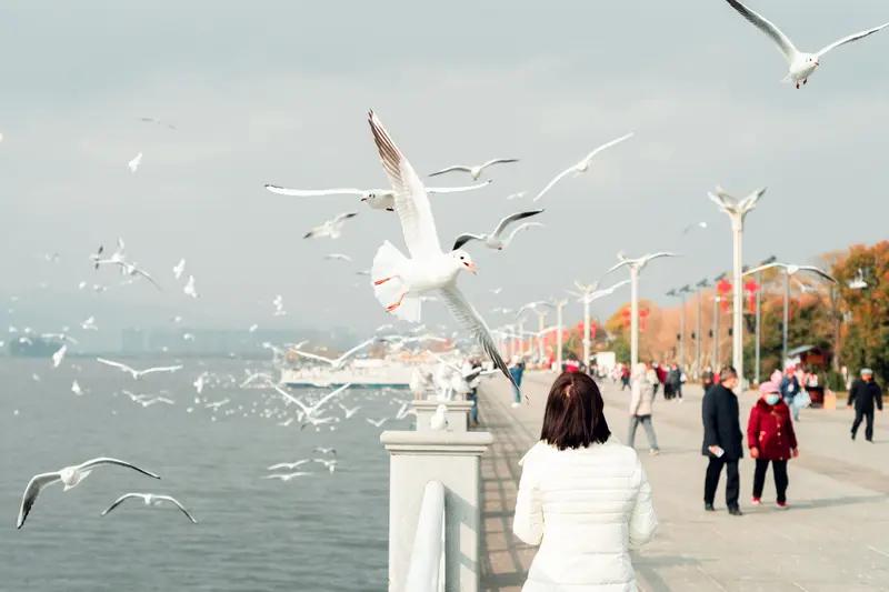 马年春节云南火出圈，这热度简直要冲破天际！就昆明海埂大坝，那场面堪称“人从众”，