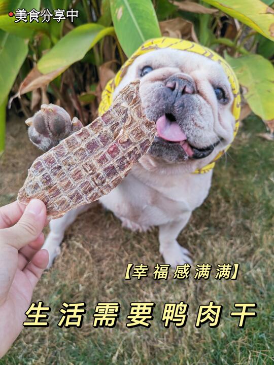 握手？？没三片鸭肉干本汪不干