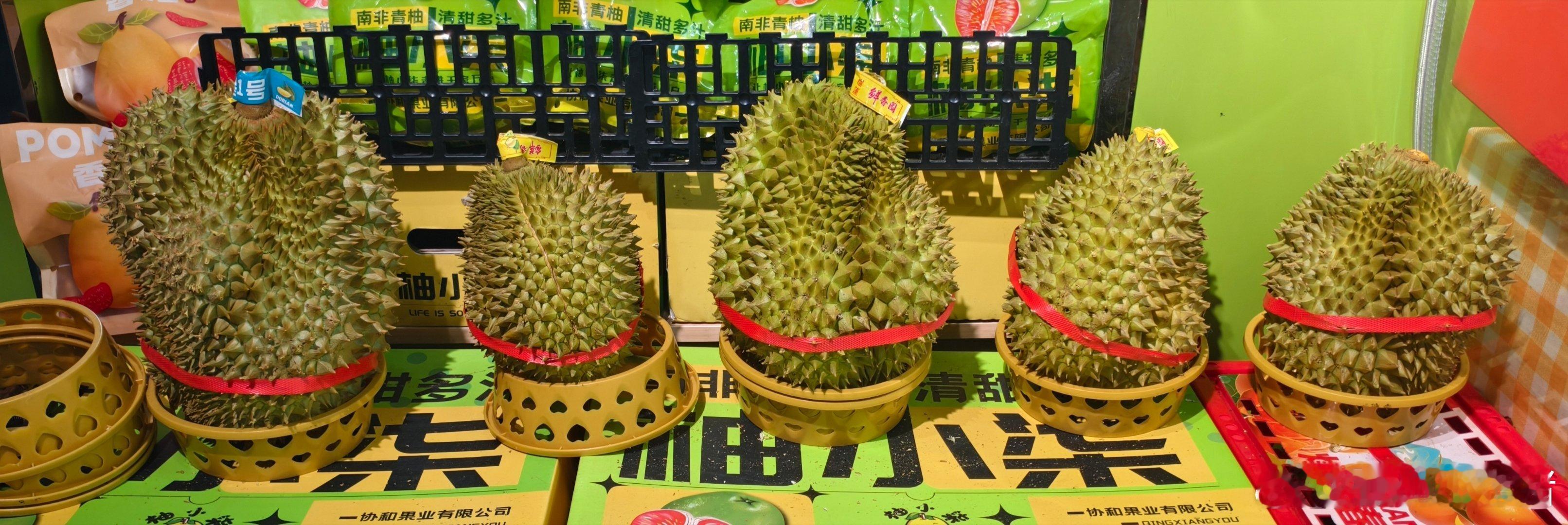 双高胎 二哥帮我选一个