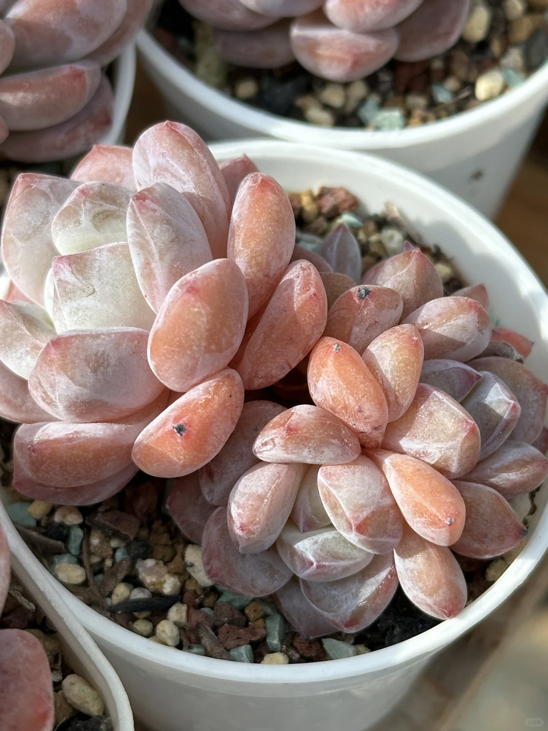 精控橙子