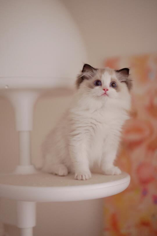 他们说我像个小熊猫🐼