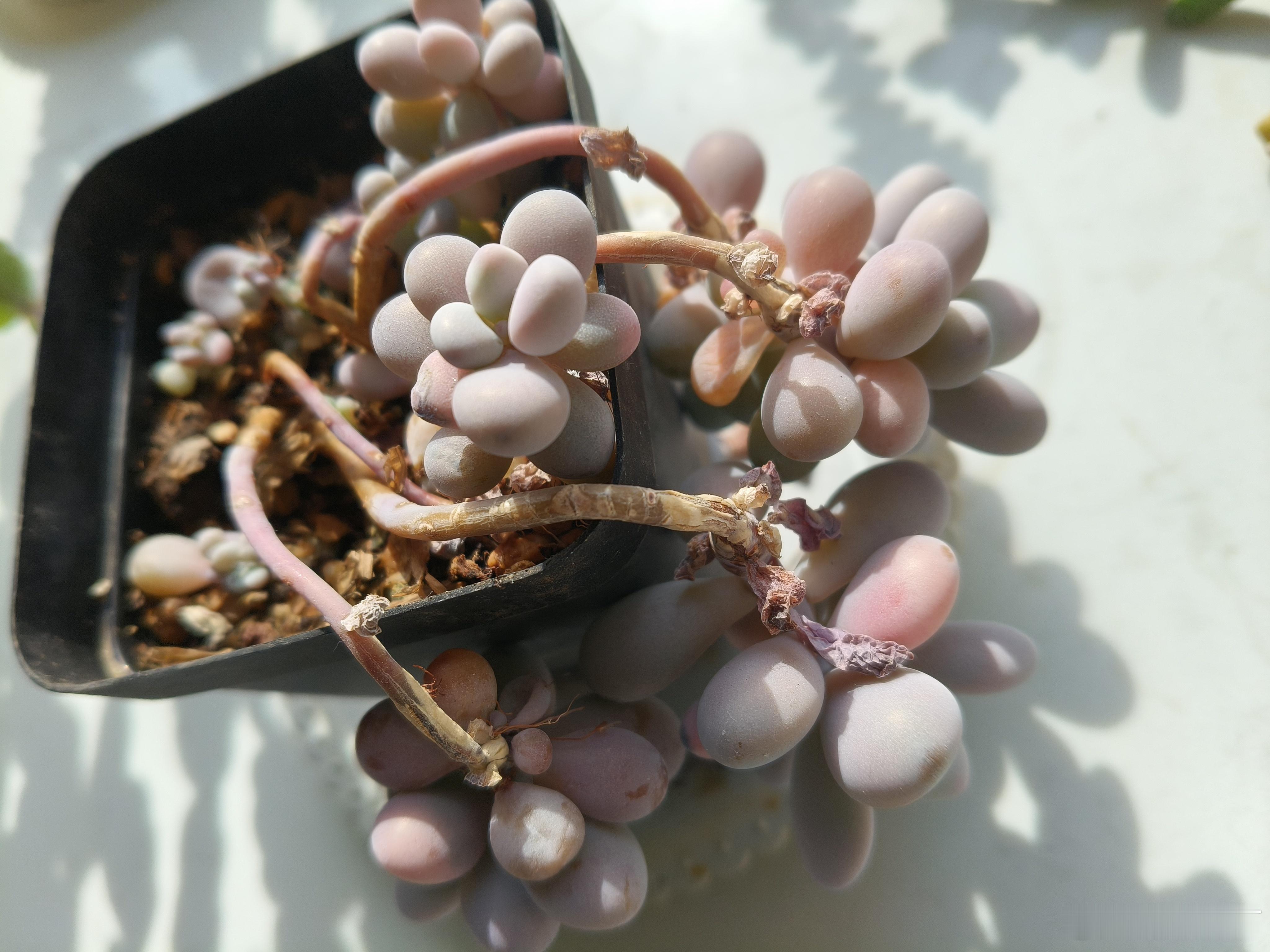 你若盛开蝴蝶自来，你若精彩天自安排，心中有爱，青春常在！ 午安