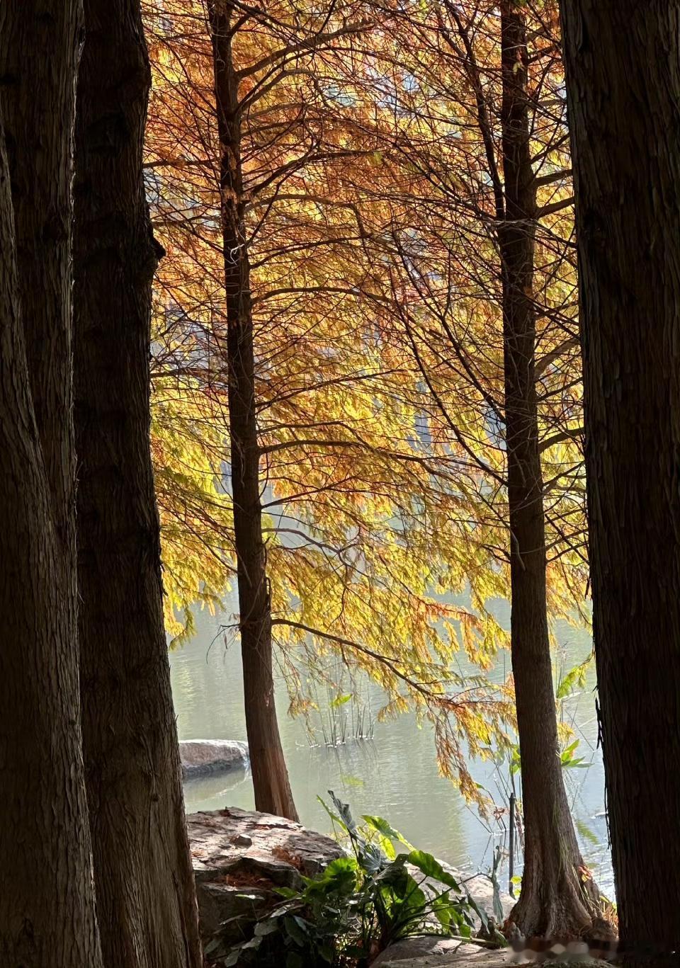 【琴亭湖公园的冬日松弛感】

岸边树叶渐染橙黄，在湖面漾起细碎的暖光。来此漫步，