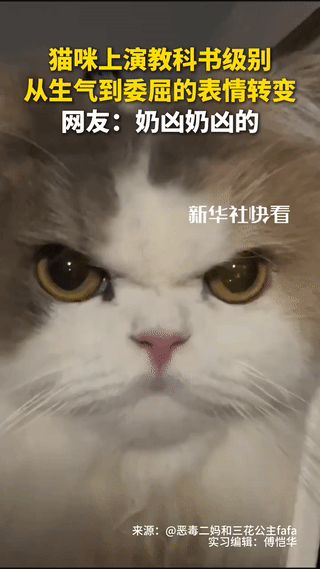 “小猫咪火到央视了！”广东，一博主养的小猫咪在玩耍中，一直活泼好动一直跑，然后博