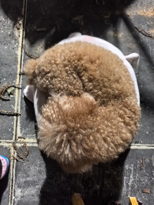 真的有小狗可以团成一个