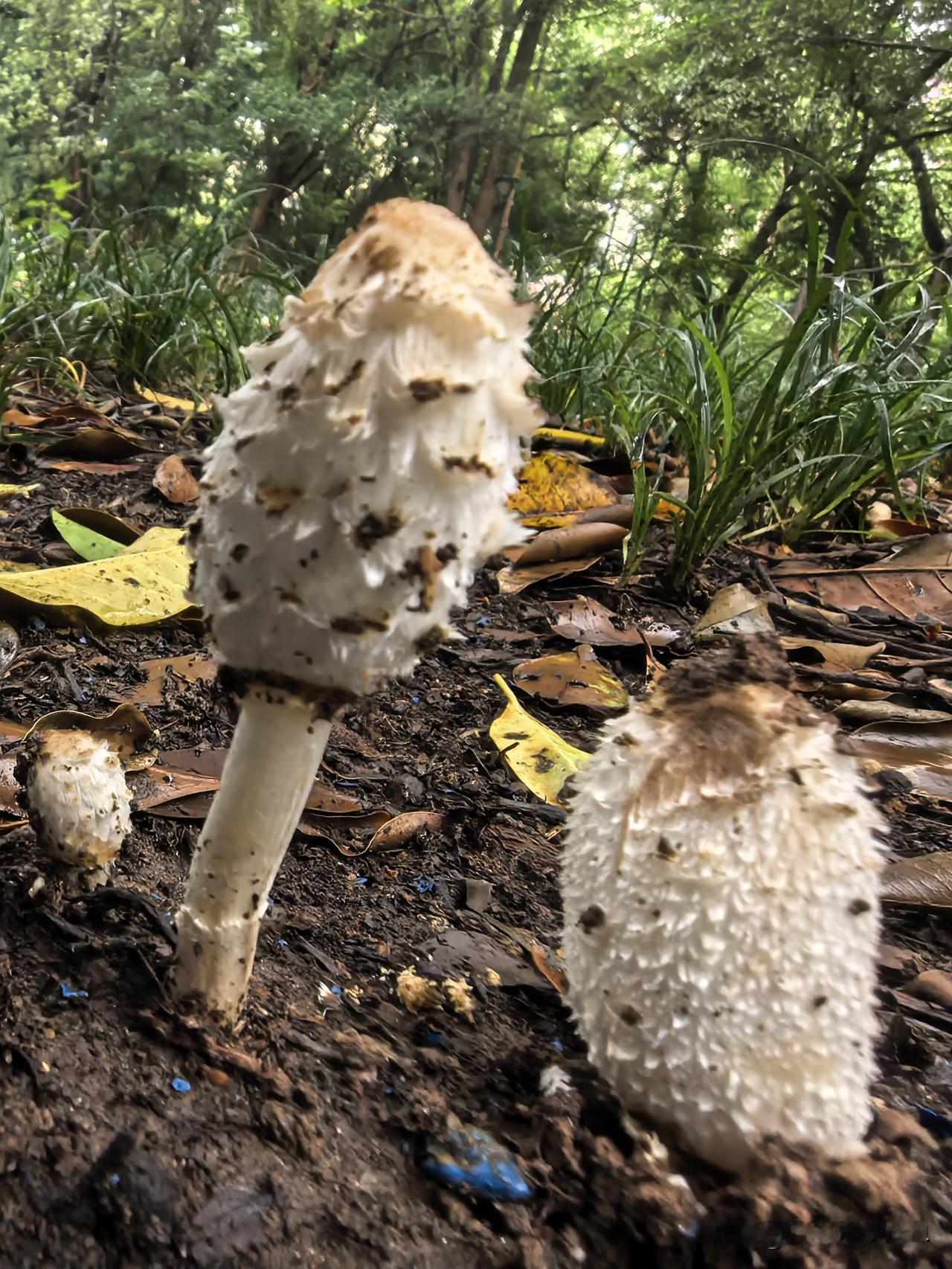 周围的泥土还带着雨后的湿润，散发着清新的泥土芬芳，我小心翼翼地蹲下来，生怕惊扰到