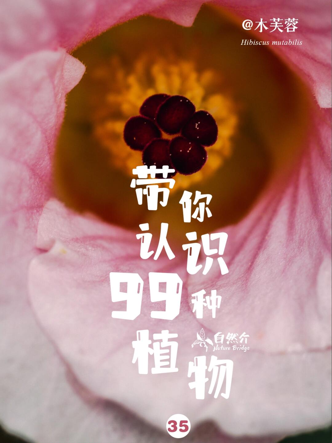 带你认识99种植物