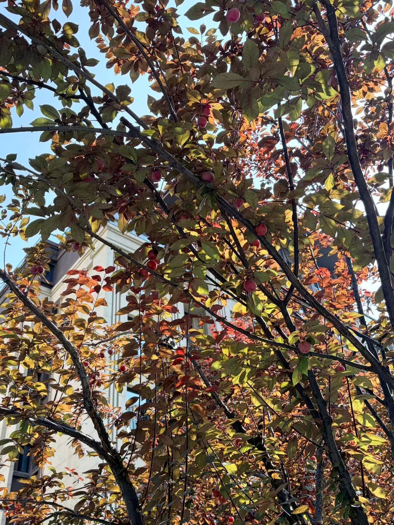 福建连下了几天雨，今天终于出太阳了，可以洗床单了 