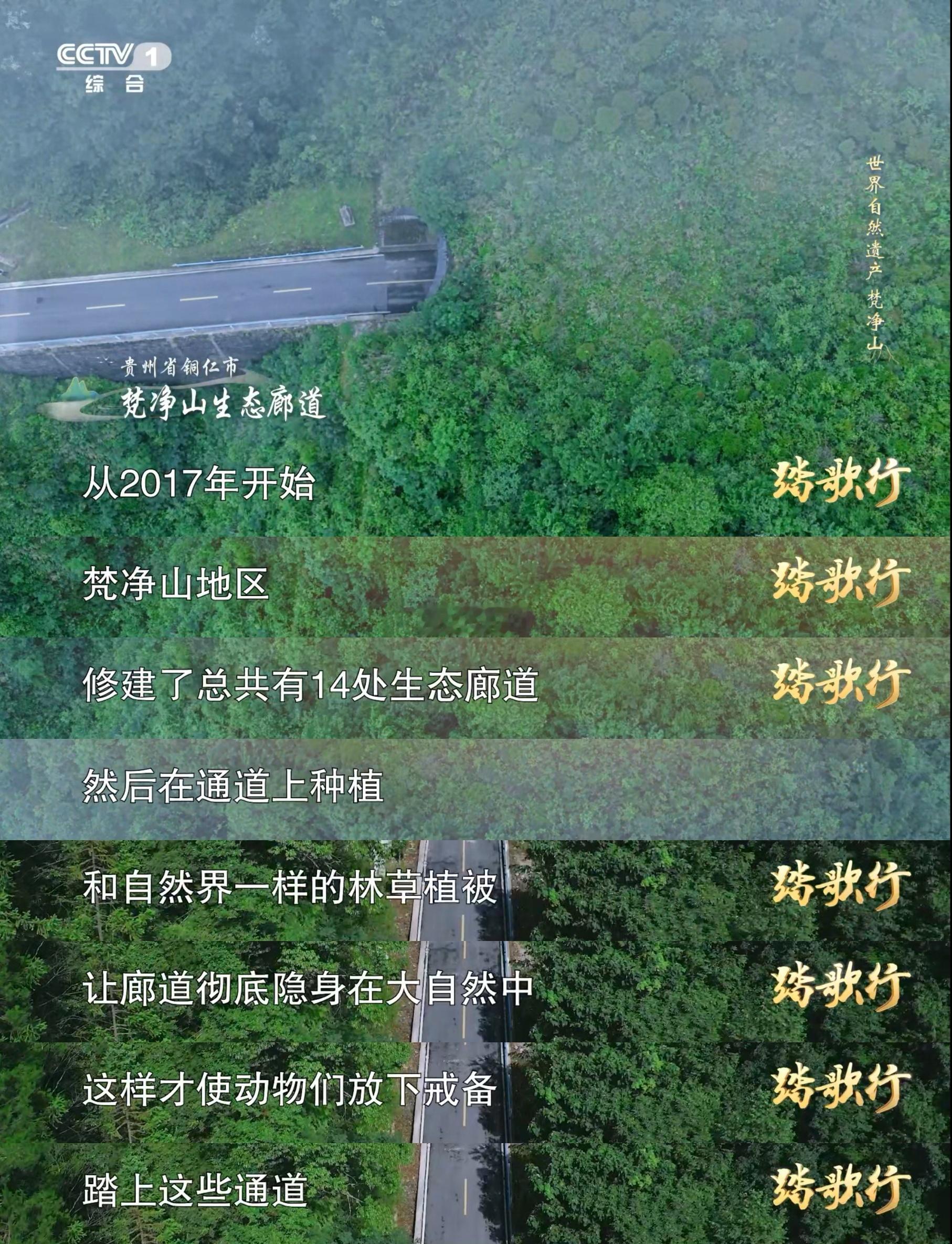 贵州为野生动物建14条路动物在梵净山走自己的高速路 从大型走兽到小型飞鸟，每一种