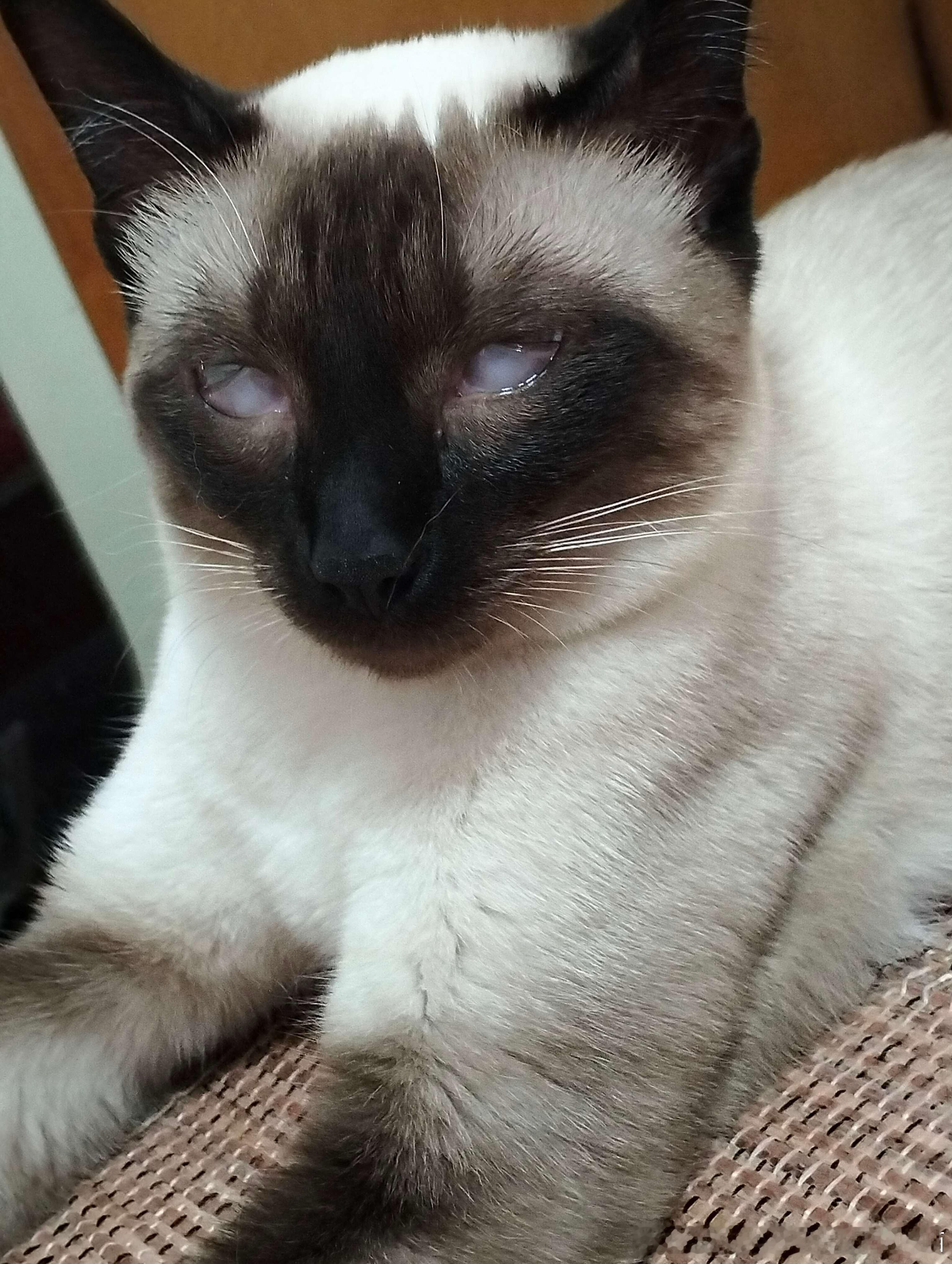 49523【丑猫】这是猫吗 