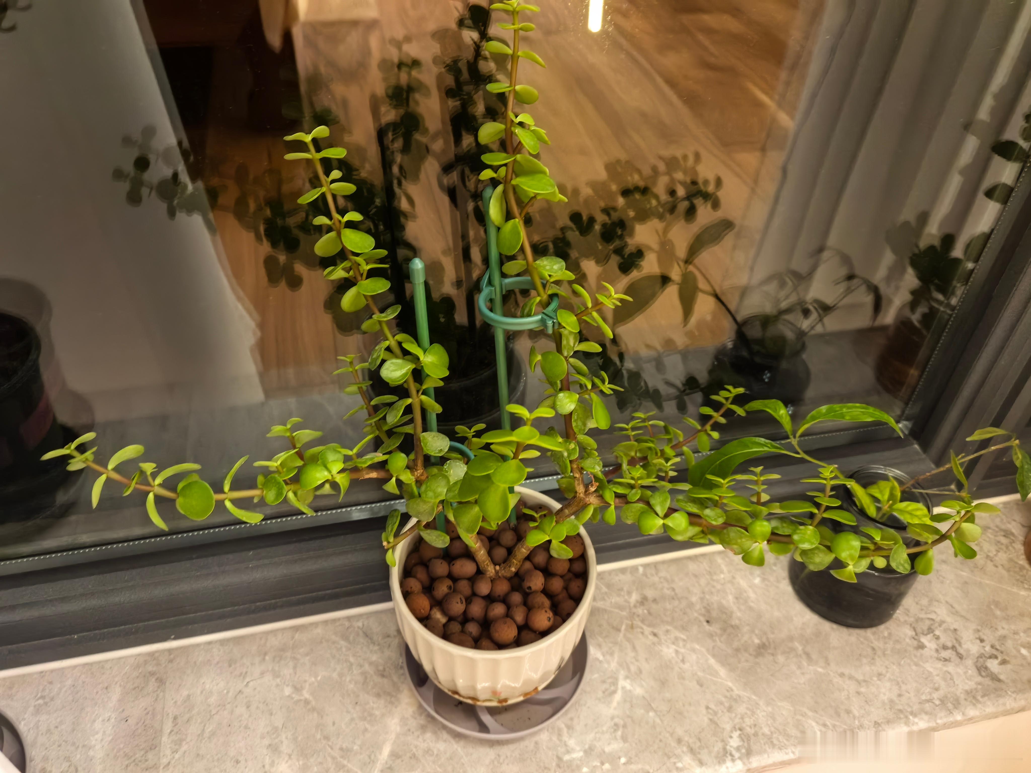 这盆金枝玉叶，该咋修剪一下做个造型呢？有没有花友给个建议？ ​​​