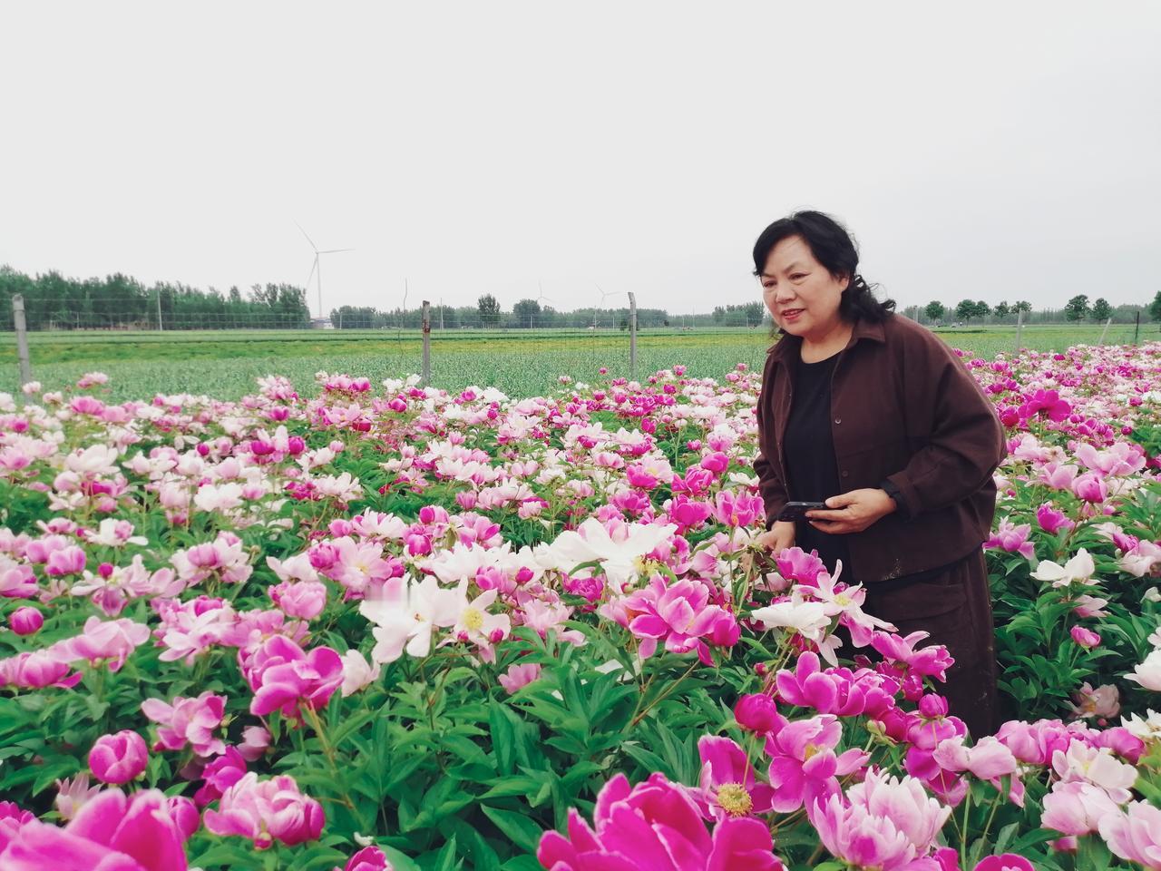 五月，芍药花开了，姹紫嫣红，美极了。古代“芍药”通“勺药”，《诗经·郑风·溱洧》