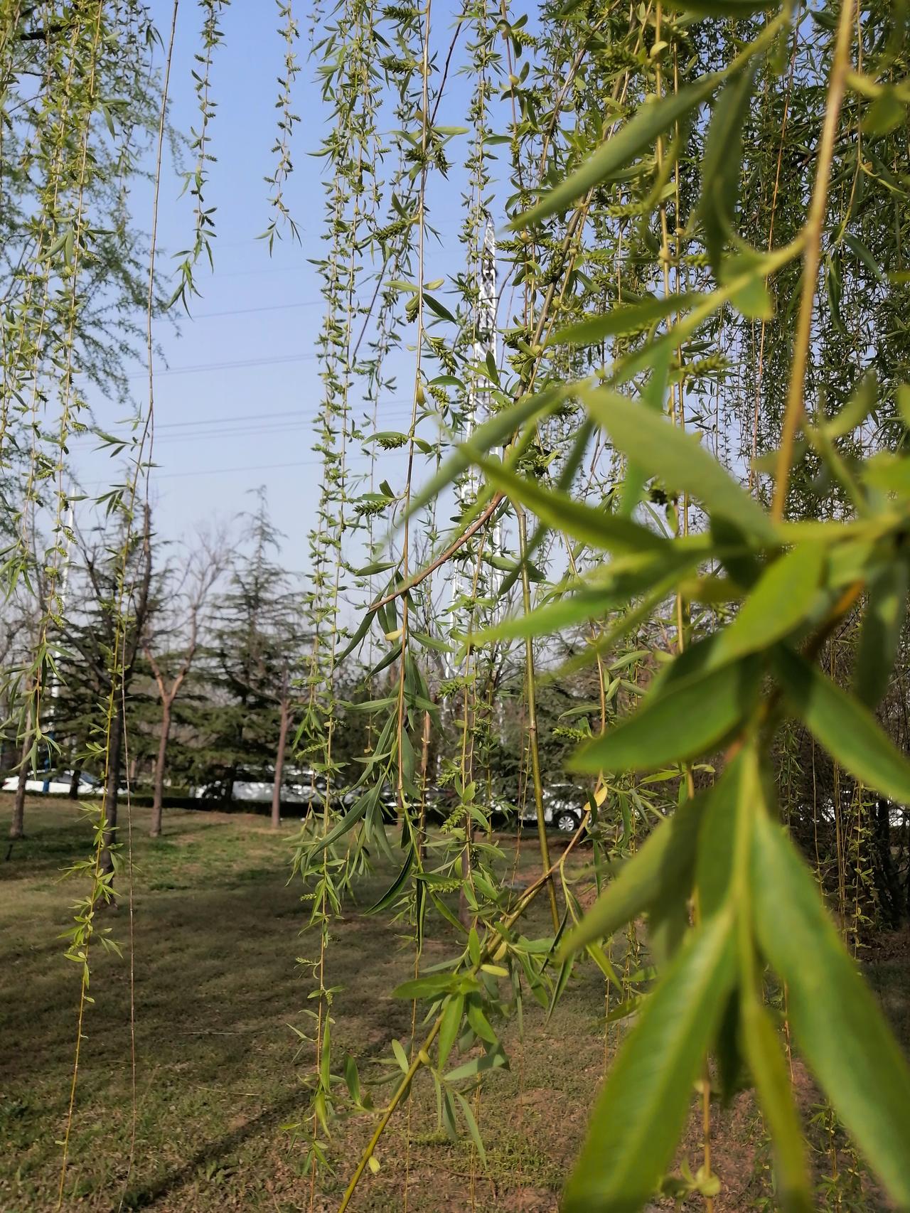 展示你拍的树木照片见枝见叶不见干，春天的垂柳风情万种，尽显娇娆。