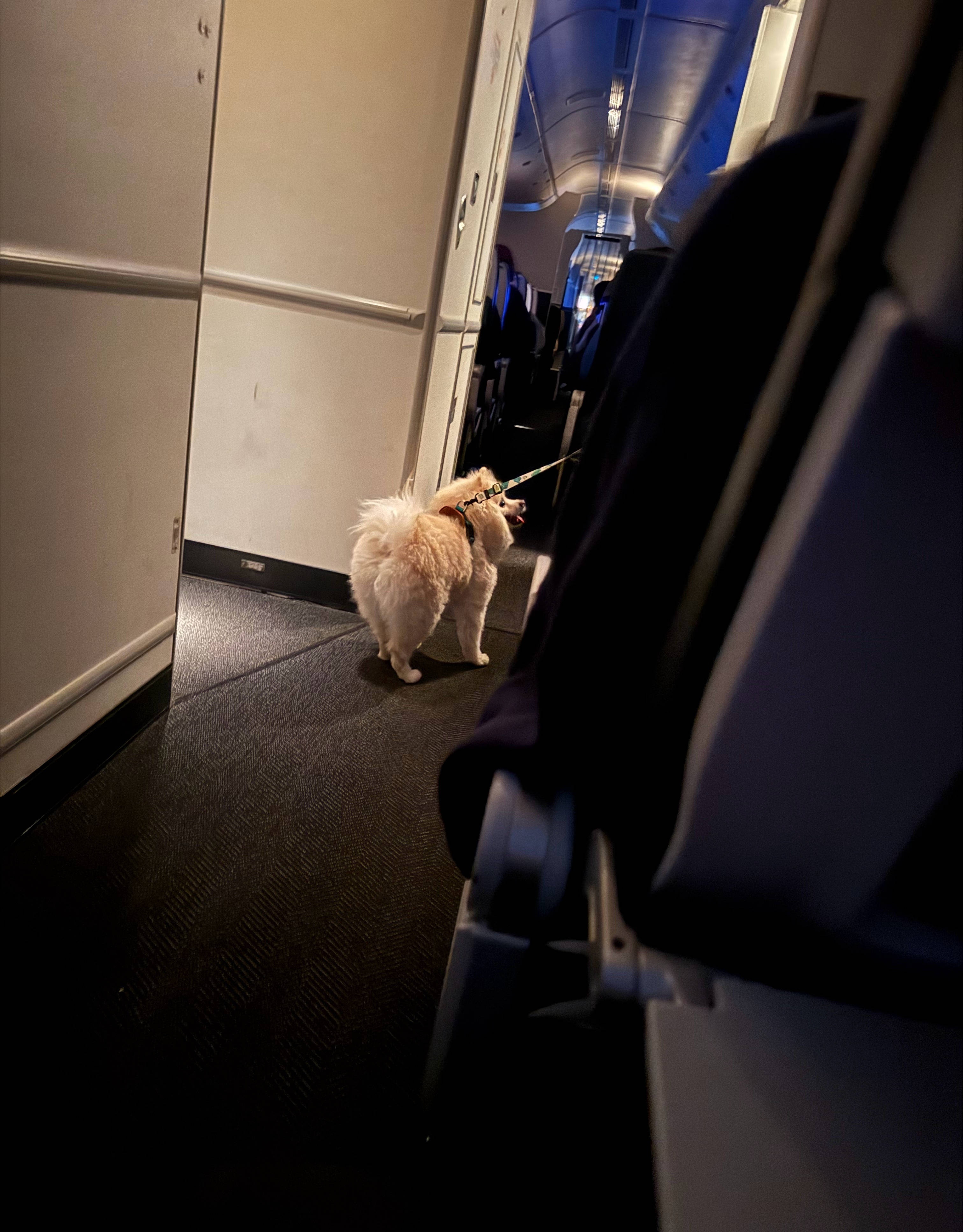 飞机上到处求摸摸的社交悍匪小狗动保们拼命给“狗爹猫妈”谋求人权。。。具象化了。中