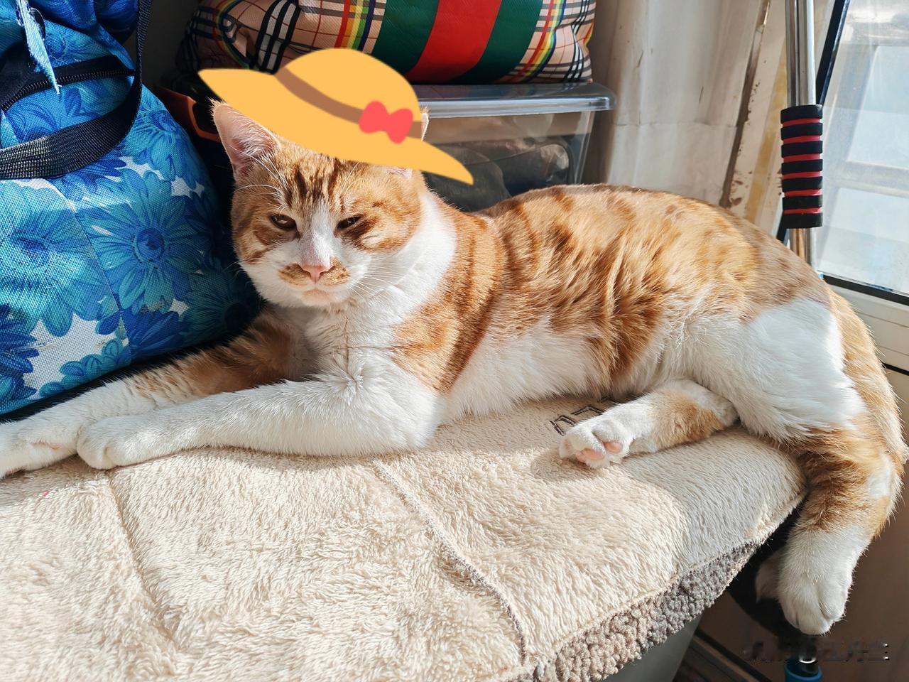 晒出你家猫咪的照片看看我家晒太阳的猫咪，懒洋洋的眯缝着眼，一副云淡风轻的模样。猫