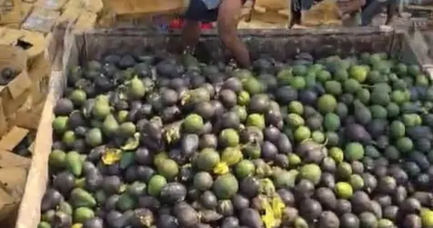 缅甸边境，牛油果整车整车倒掉，有的免费发都没人要