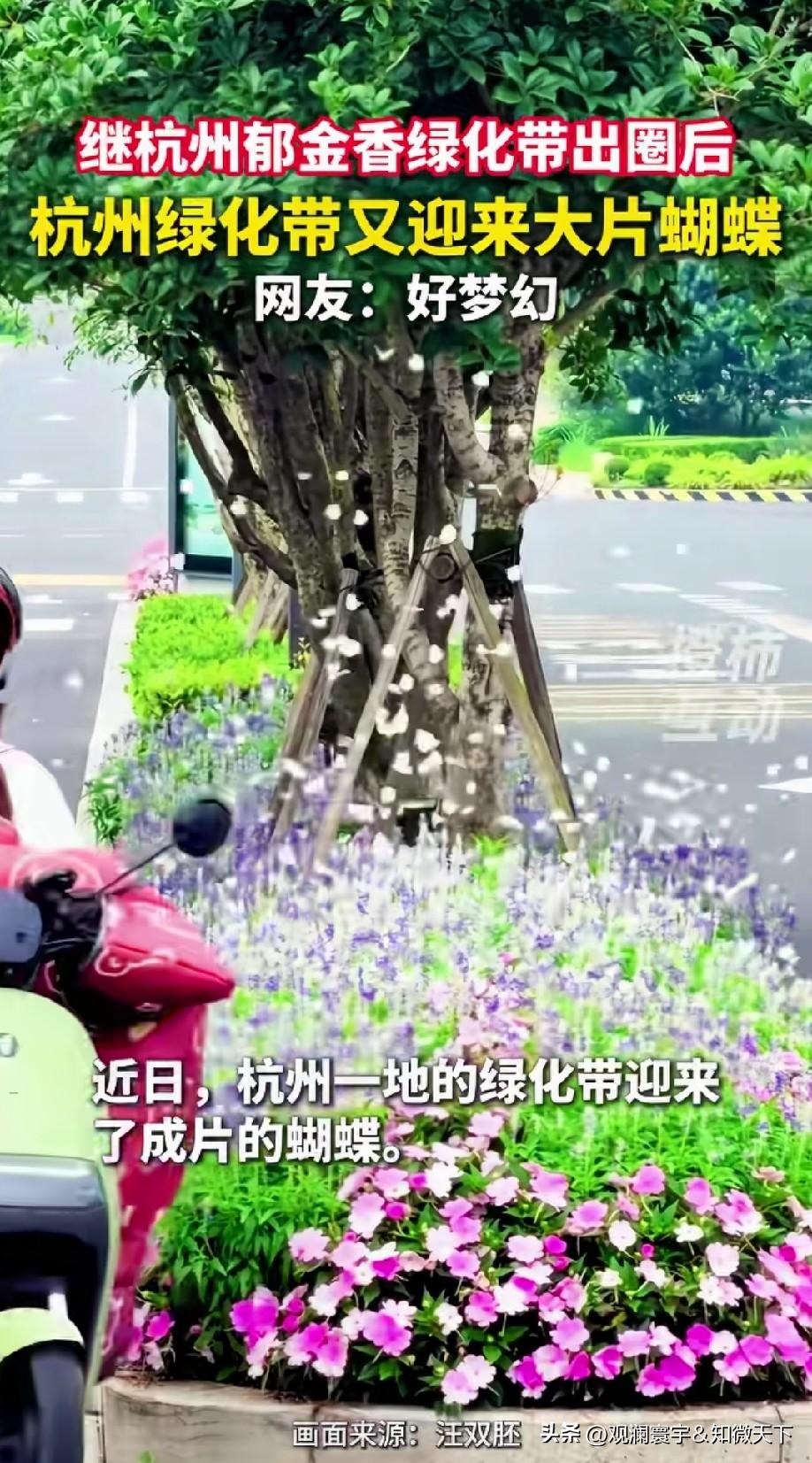 确定是蝴蝶[what]
种花人都知道，该打药了，不然全是小青虫[泪奔]