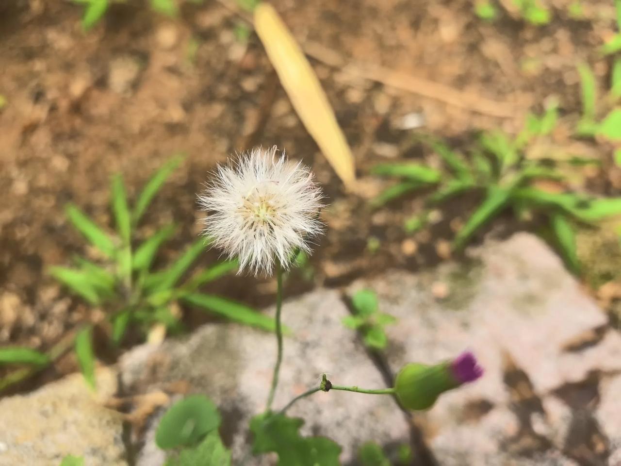 写作累了，我就会到小区里转转。

无意中发现一株盛开的蒲公英，换了很多角度都没有