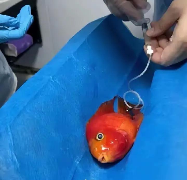 原来这样给鱼看病，我怀疑这鱼离开水还能活吗？等这些程续都完事，这鱼放进水里还能缓