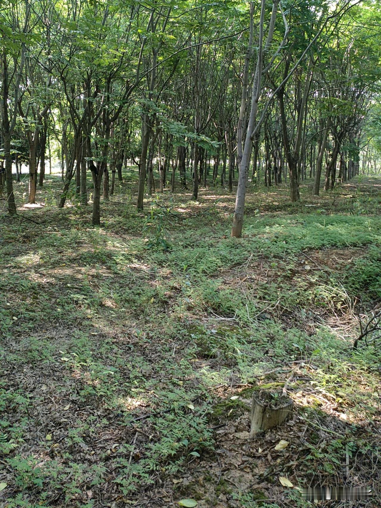 同一片安庆山林陨落带，单日集齐七大渐变月陨，用实地实物推翻传统月陨稀缺论
 
正