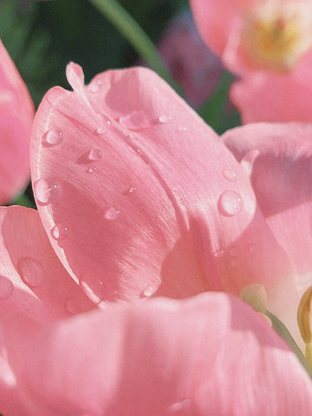 手机调色✨日系感蓝粉调滤镜🌸拯救废片❗️