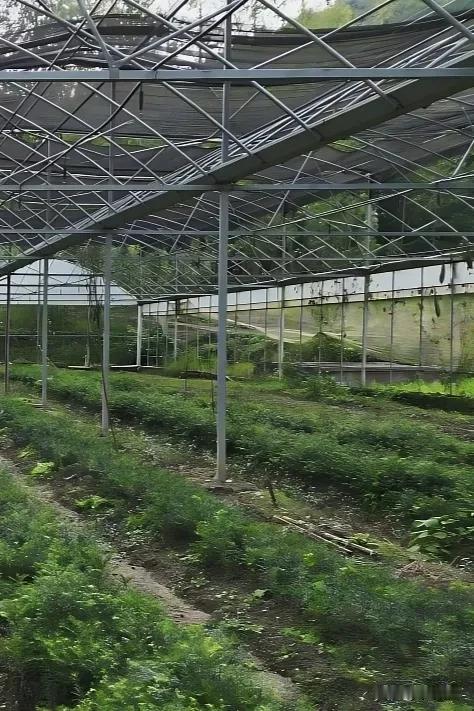 深秋绿意浓 香榧助增收——肖堰镇周湾村香榧产业发展成效显著
 
深秋时节，万物渐