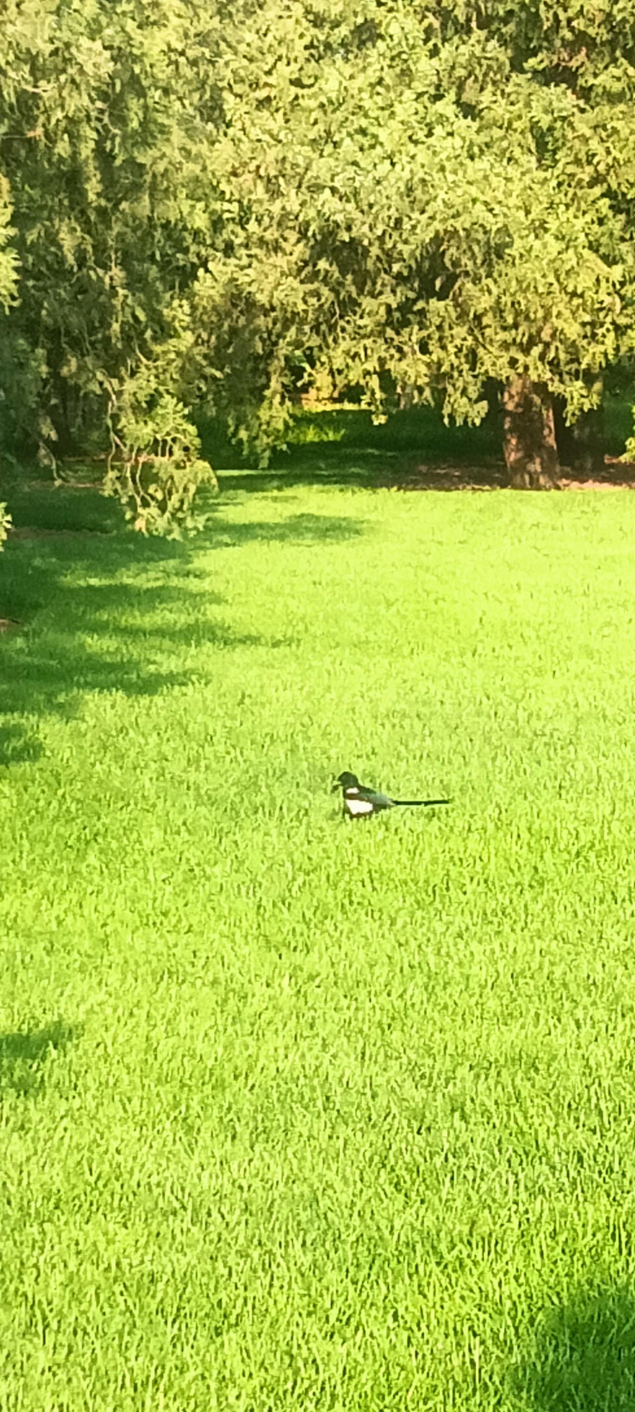 试对：

一盏孤灯熬岁月
两鬓寒霜饰流年

******

网图侵删