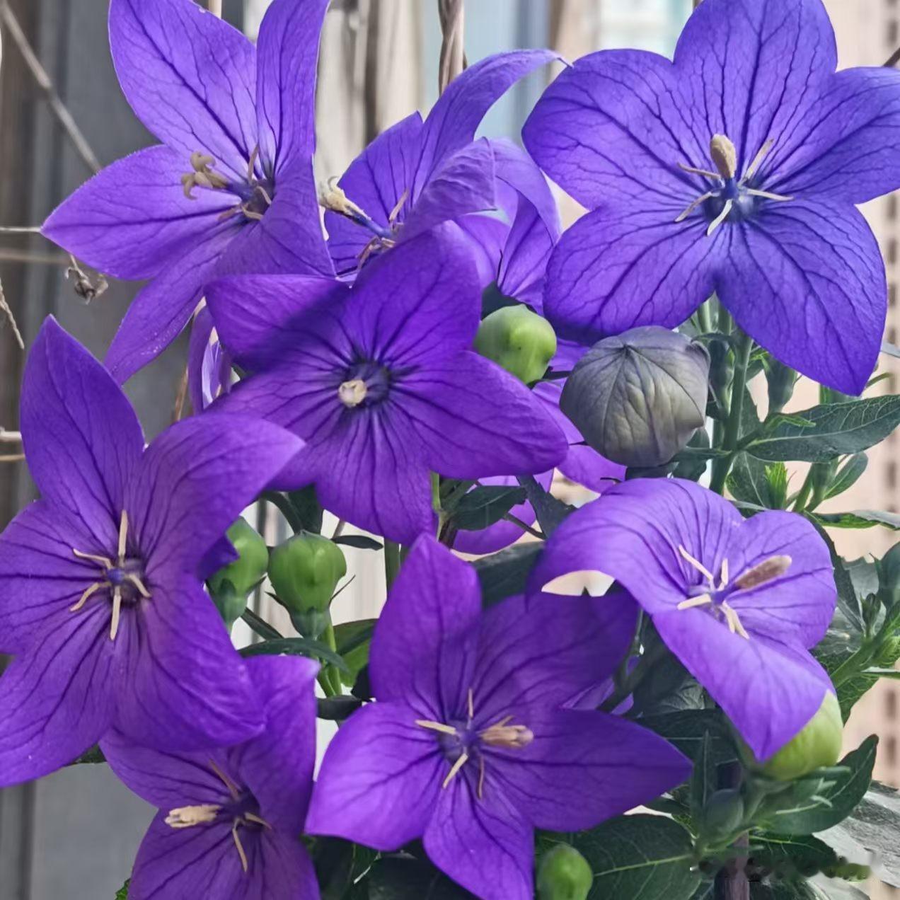 紫色藤蔓花，绽放自然美！🌸💜
