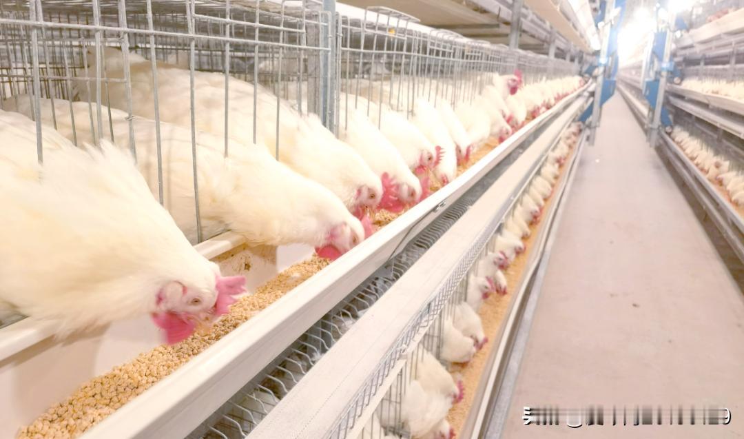 做水煮蛋的时候一般使用存放过一段时间的鸡蛋，因为这样的鸡蛋煮熟后更容易剥壳。如果