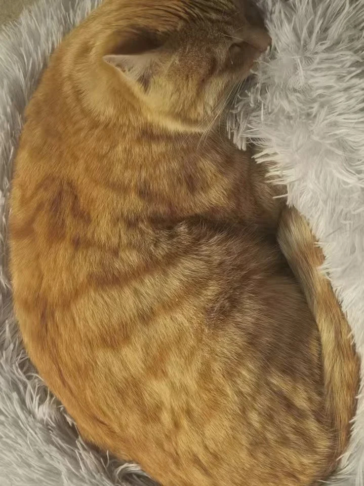 肥肥全橘桶 ​​​