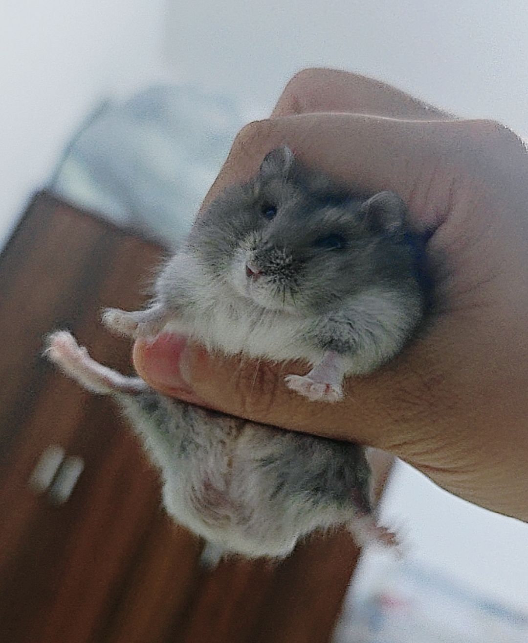 美津特辑。 ​​​