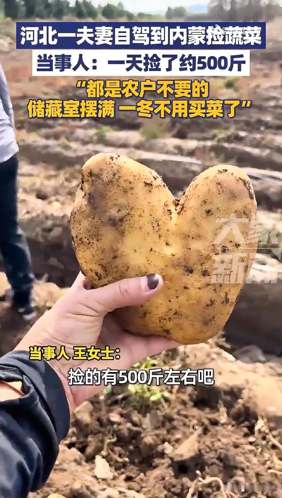 内蒙古喊你免费捡菜过冬！
好消息！内蒙古敞开怀抱，邀全国朋友去捡“落单”的菜！土