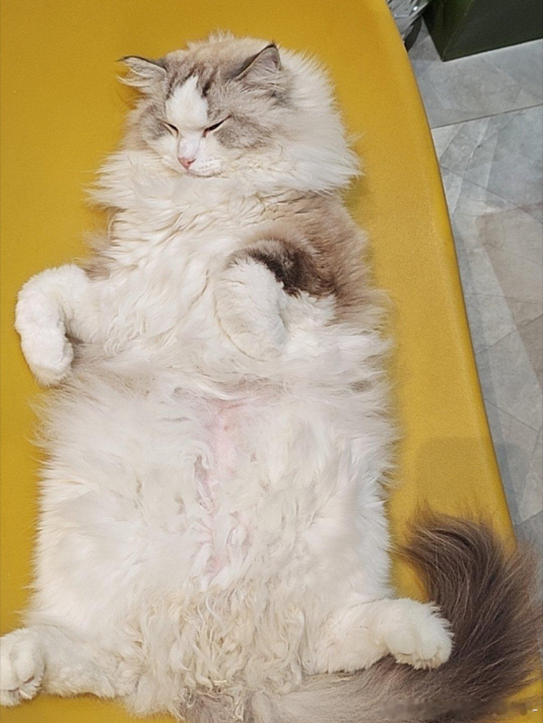 呼呼大睡猫 