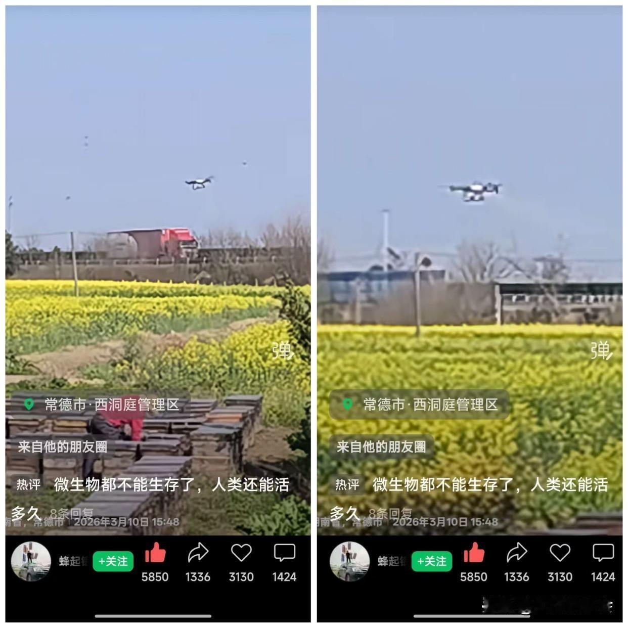 油菜花喷农药致大量蜜蜂死亡，引发网友热议

三月油菜花开、十里飘香，美景动人。此